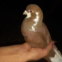 کفتر