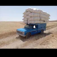 کاه گندم و لوبیا درجه یک