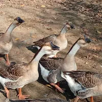 تخم غاز محلی آفریقایی|حیوانات مزرعه|آستانه اشرفیه, |دیوار