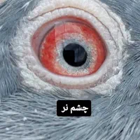 کبوتر پاکستانی دب والا|پرنده|اصفهان, پروین|دیوار