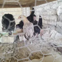 تلویزیون گلین اصل  مر.غ گ.لین|تلویزیون و پروژکتور|یزد, |دیوار