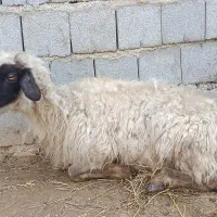 گوسفند شیشک برای قربانی( پاشکسته)