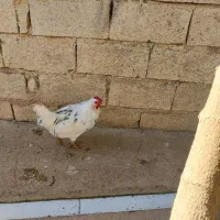 خروس گلین|حیوانات مزرعه|سرپل ذهاب, |دیوار