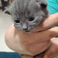 بهترین گربه های شیراز نژاد اسکاتیش( اصیل)|گربه|شیراز, شهرک گلستان|دیوار