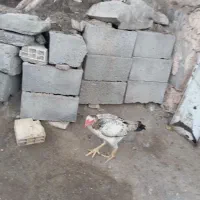 مادمرغ وخروس دومیلیون|حیوانات مزرعه|میناب, |دیوار