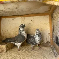 کبوتر|پرنده|رشت, پیله داربن|دیوار