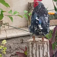 خروس گلین|حیوانات مزرعه|تفت, |دیوار