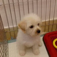 سگ خانگی|سگ|پرند, فاز ۵|دیوار