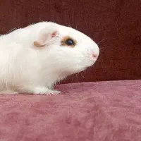 خوکچه خرگوش قفس خوکچه هندی فشن|موش و خرگوش|تهران, تهرانپارس غربی|دیوار