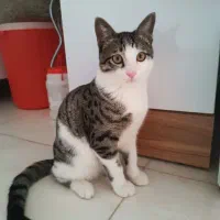 واگذاری گربه خانگی|گربه|بندر انزلی, مسکن مهر|دیوار