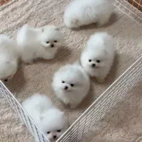 سگ کلاس A پامر|سگ|بندرعباس, |دیوار