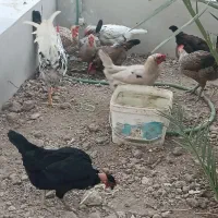 مرغ و خروس اصیل تخم گذار|حیوانات مزرعه|بندر امام خمینی, |دیوار