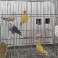 کوتوله برزیلی زیباوخاص|پرنده|ابریشم, |دیوار