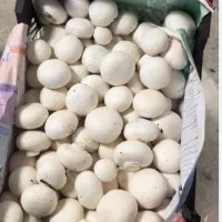 قارچ درجه یک چتر بسته