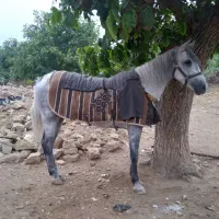 اسب مادیون کرد ۴به ۵ سواری عالی