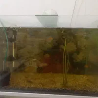 اکواریوم وماهی و لوازم معاوضه باپرنده