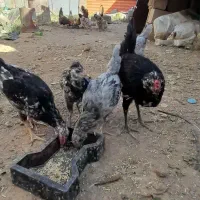 تخم مرغ گلین