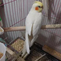 جفت نر ماده مولد ماده فول دستی و نر نیمه دستی|پرنده|شیراز, معالی‌آباد|دیوار