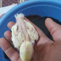 طوطی برزیلی سرلاکی