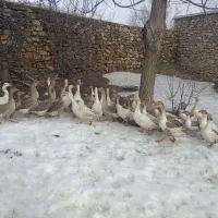 قاز محلی درشت