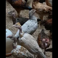 شوربه ای وبررگ|اشیا|زابل, |دیوار