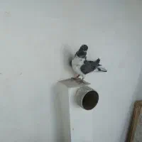 کفتر پرشی|حیوانات|قم, پامنار|دیوار