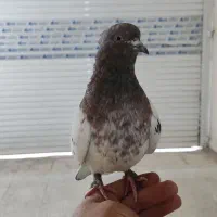 کبوتر ،کفتر