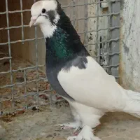 جفت طوق سبز گوشوار دار