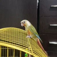 طوطی گیرینجیک