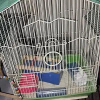قفس پرنده|لوازم جانبی حیوانات|ساوه, |دیوار