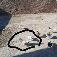 کبوتر