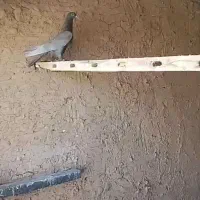 کبوتر