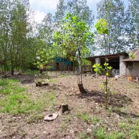 فرصت استثنایی/دامداری بامجوز/با خانه قابل سکونت|فروش دفتر صنعتی، کشاورزی، تجاری|لشت نشا, |دیوار