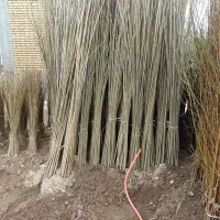 صنوبر و کبوده|خدمات باغبانی و درختکاری|سقز, |دیوار