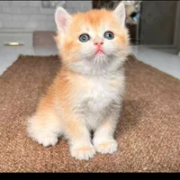 بچه گربه های همه نوع نژاد iran cats|گربه|ساری, |دیوار