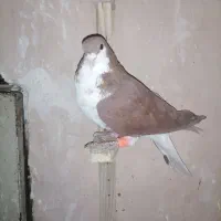 کفتر|پرنده|مشهد, مشکینی (شهرک غرب)|دیوار