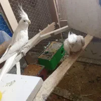 جفت عروس هلندی آلبینو مولد