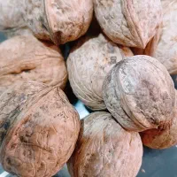 فروش گردو
