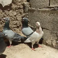 کبوتر|پرنده|درودزن, |دیوار