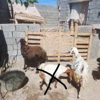بز و کاوور