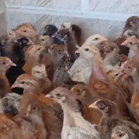 جوجه مرغ خروس  45روزه 400گرمی شیراز ارسال رایگان|حیوانات مزرعه|شیراز, شریف‌آباد|دیوار