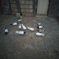 فروش 13 عدد کبوتر رنگی|پرنده|میانه, |دیوار