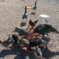 لباس بچه و مرغ وغاز و جوجه|کفش و لباس بچه|ایلام, |دیوار