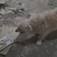 فروشی|سگ|جلفا, |دیوار