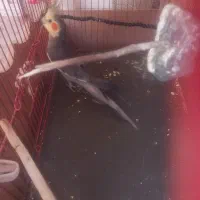 عروس هلندی
