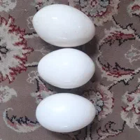 تخم غاز محلی