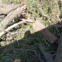 قطع درختان با اره برقی|خدمات باغبانی و درختکاری|ایرانشهر, |دیوار