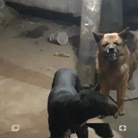 سگ شیالوشیپر