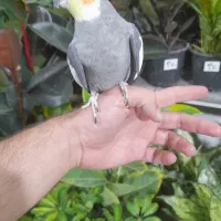 عروس قشنگم