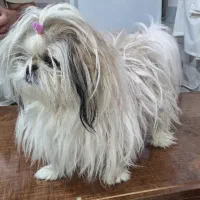 سگ شیتزو ماده اورجینال|سگ|اردبیل, |دیوار